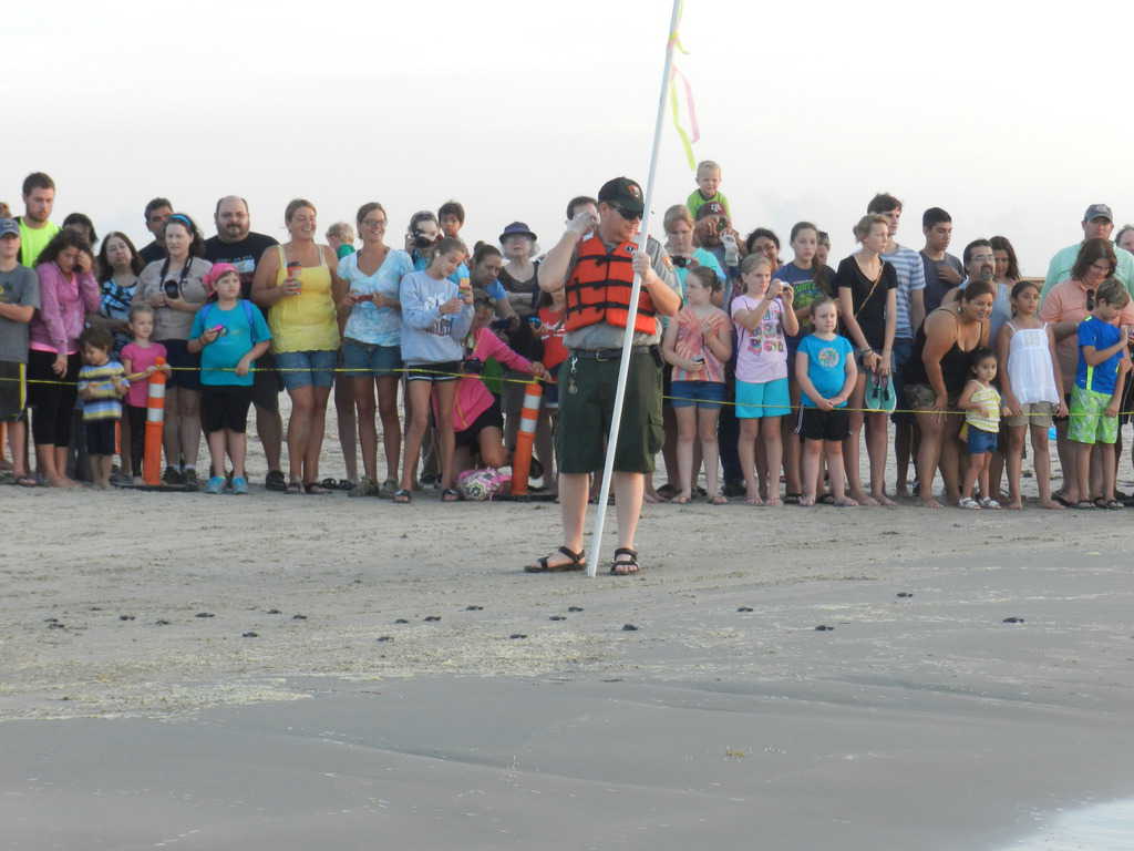 Baby sea turtle release on North Padre Island