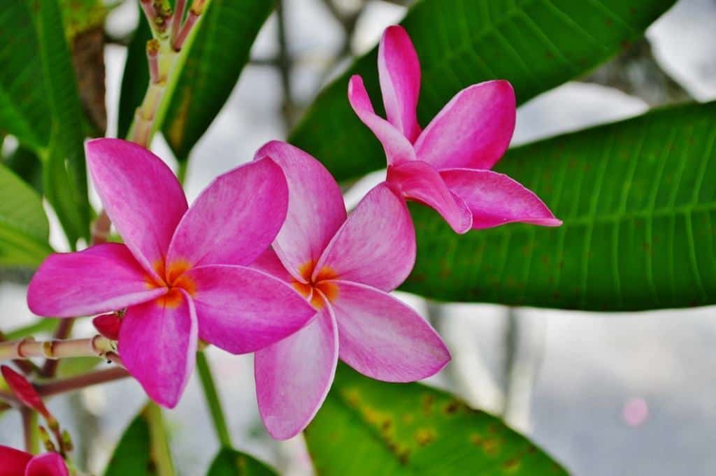 pretty pink flowers on Sanibel Island, Florida