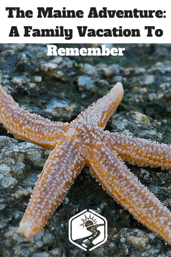 A starfish on the Maine coastline