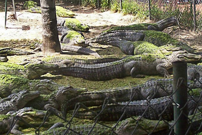 alligators in the everglades, florida