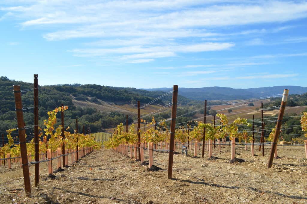 halter ranch vineyard california