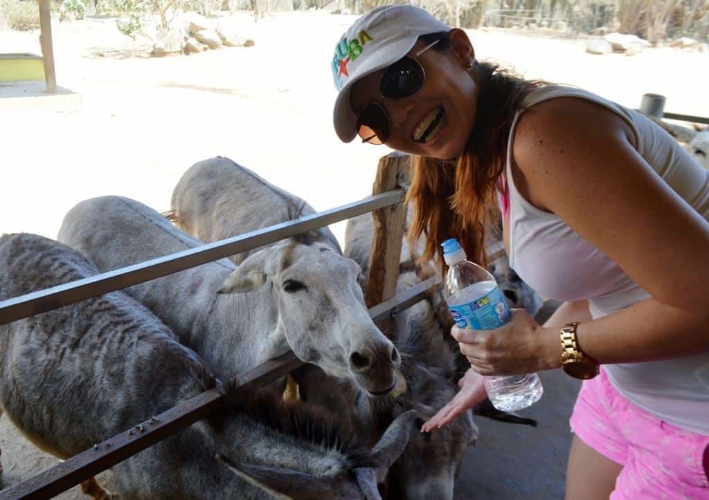 Aruba feeding donkeys