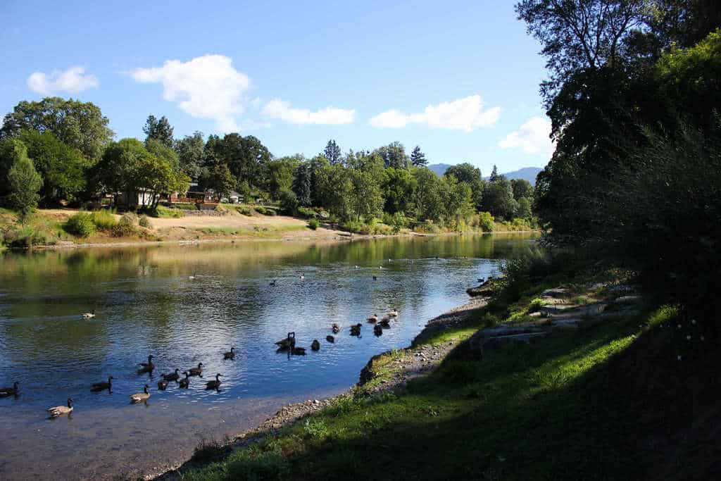 geese and quiet water Grants Pass