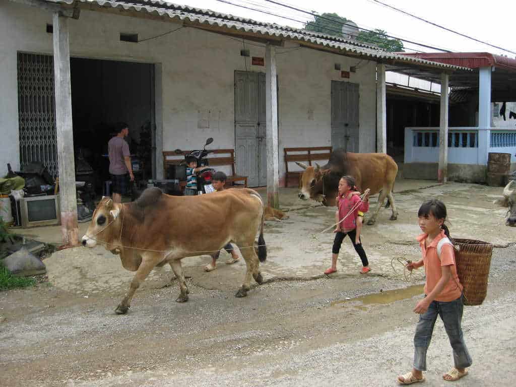 Kids Vietnam