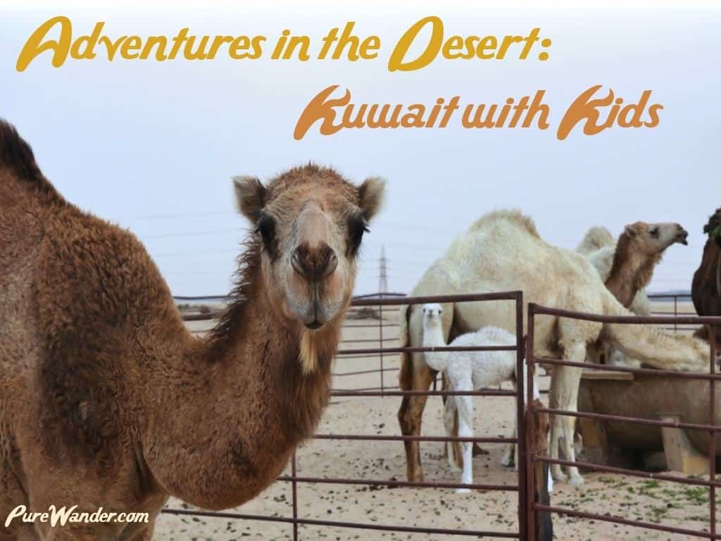 Kuwait with kids and camels - Pure Wander