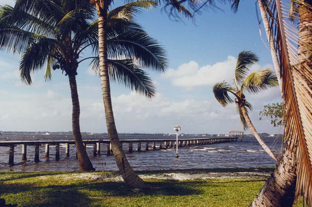 palm tree and ocean in Fort Myers, Florida