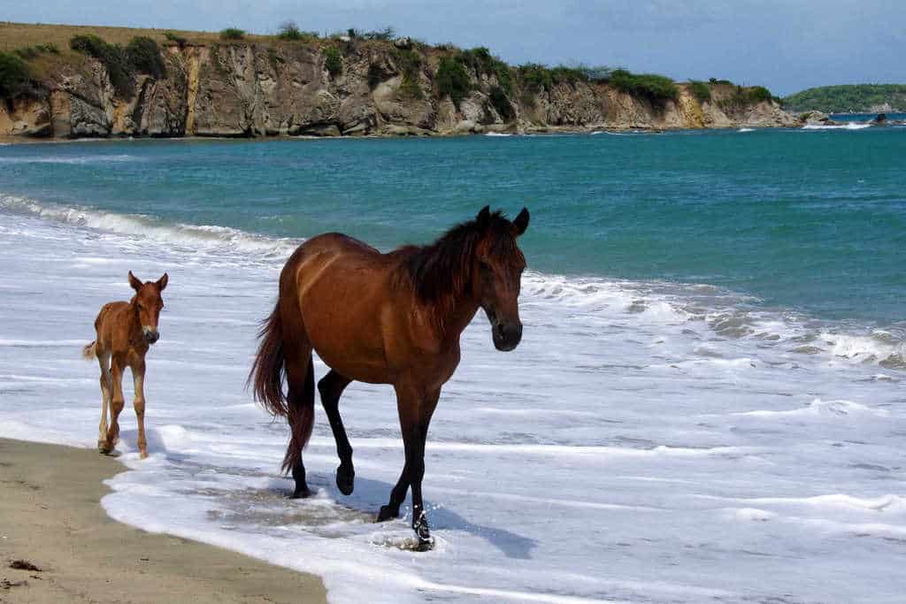Wild horse on Playa Negra in Puerto Rico