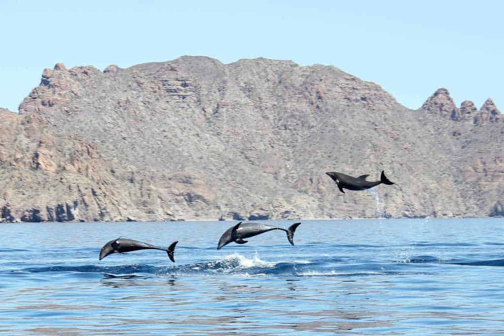 Swimming dolphins in Loreto, Mexico