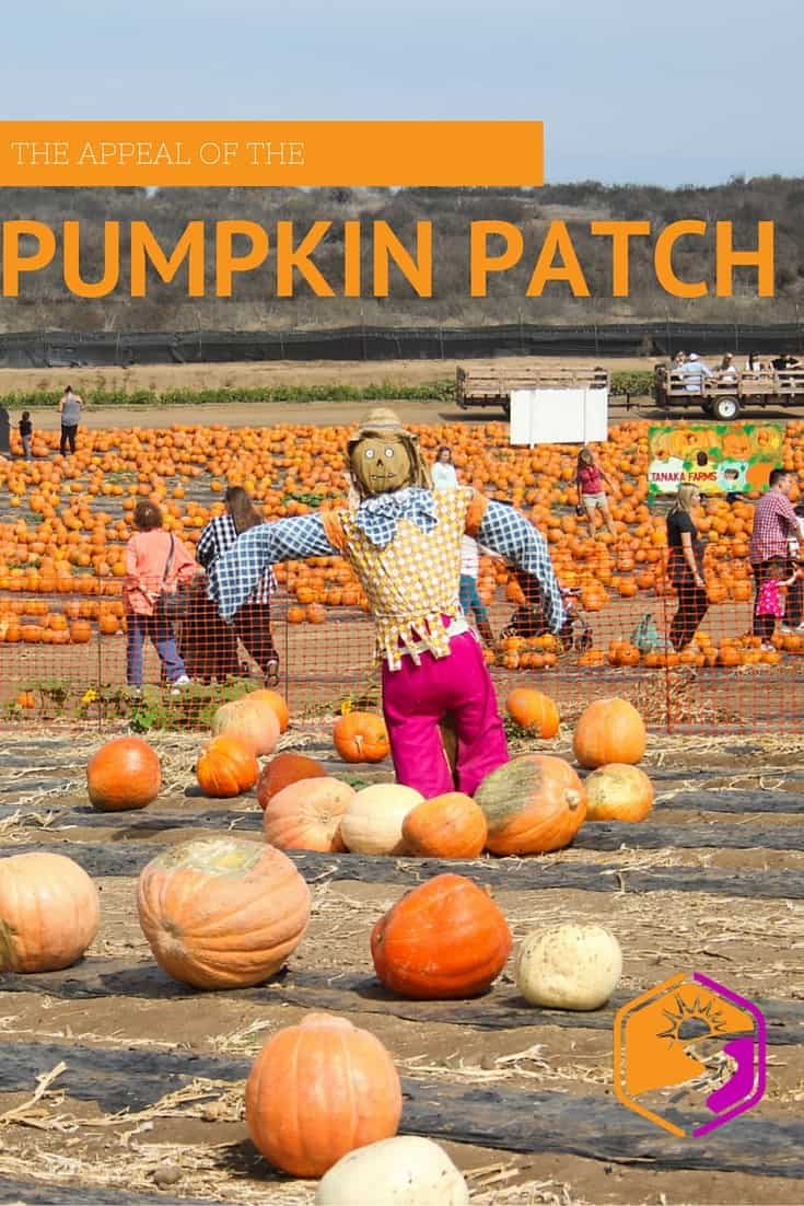 The pumpkin patch at Tanaka Farms in California