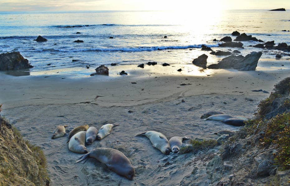 Group of seals in California, USA by Eileen Cotter Wright