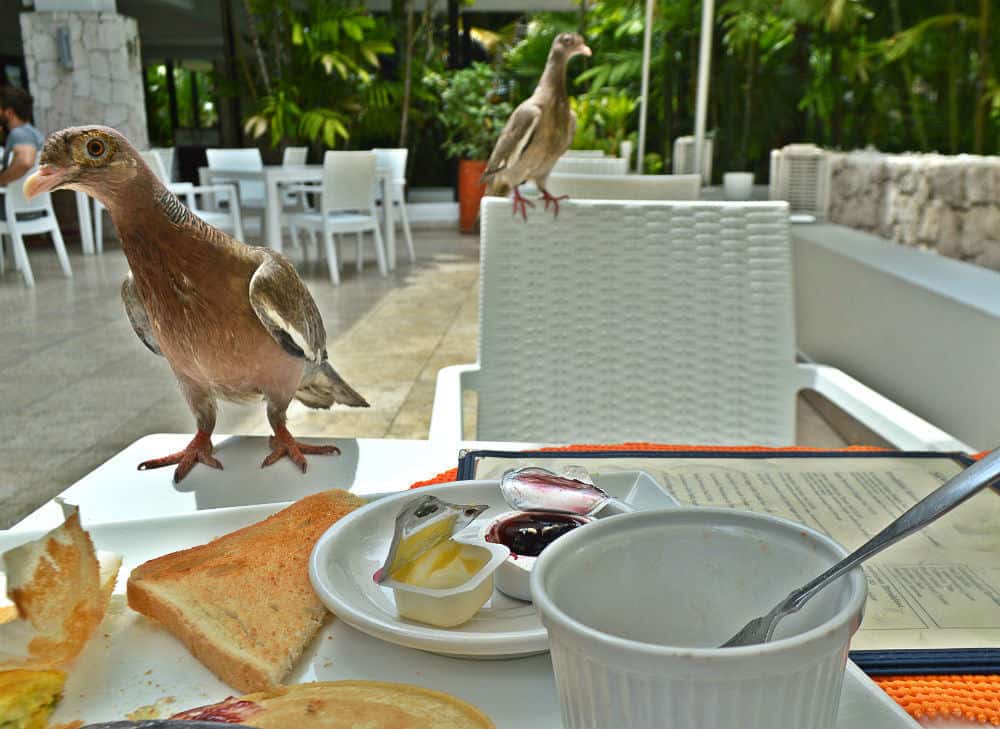 Birds at breakfast in Curcacao, Caribbean - by Eileen Cotter Wright
