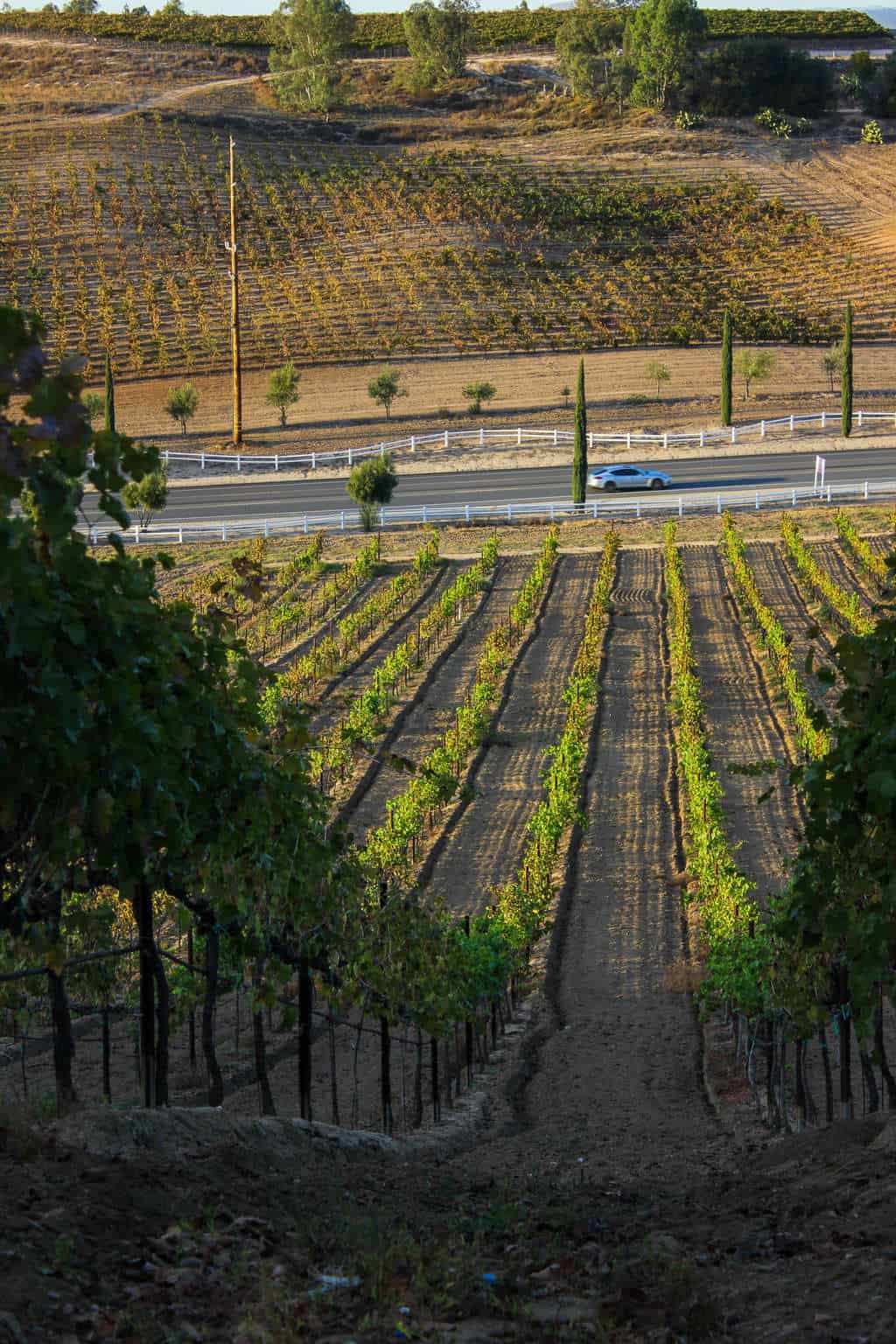 Rows of grapevines at Bel Vino Winery in Temecula