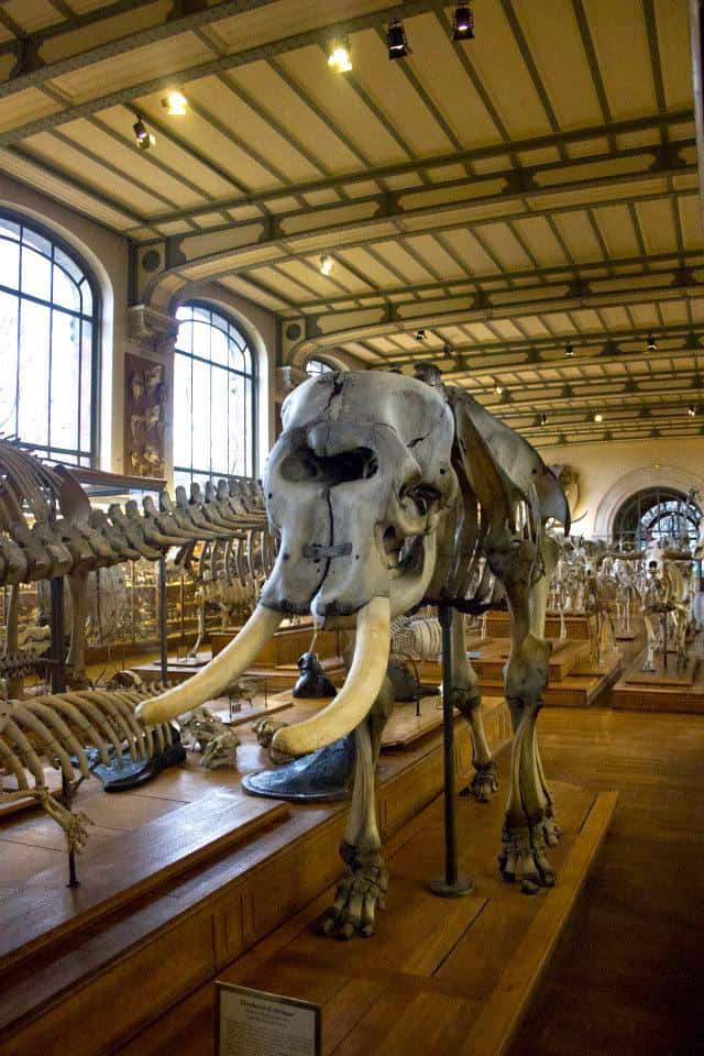 The wooly mammoth skeleton at the Paleontology Gallery is a treat to see.