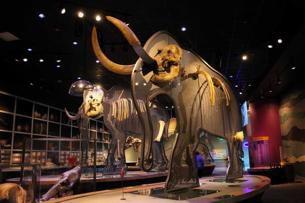 A mammoth and a mastodon skeleton at the Western Science Center in Hemet, California.