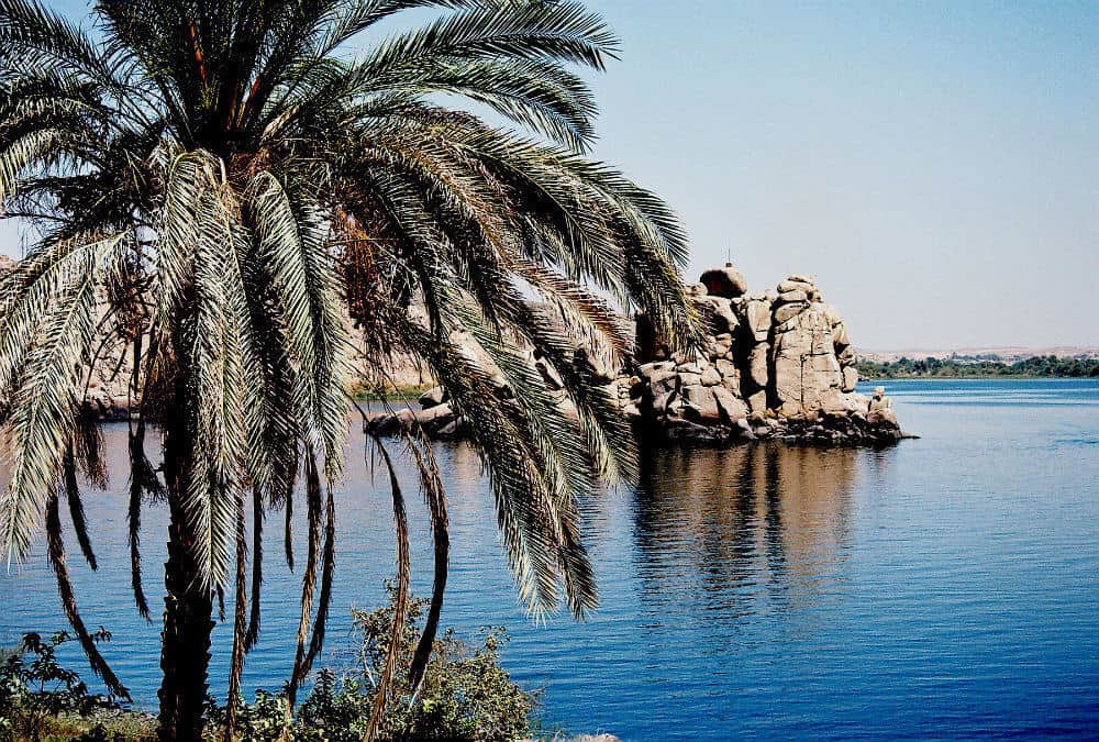 palm tree by the nile river in egypt