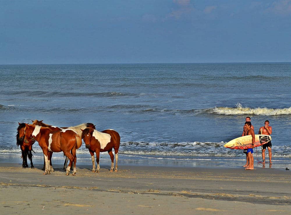surfing boys encounter wild ponies on the beach in the outer banks, north carolina