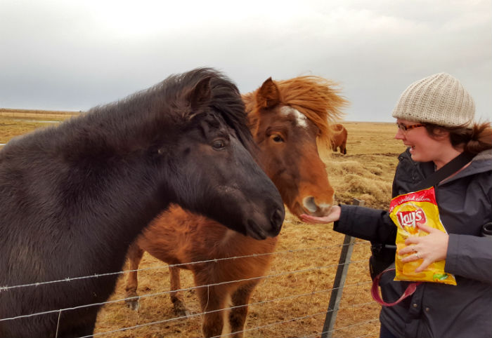 feeding two horses in iceland