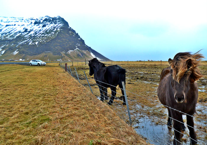 icelandic horses with mountains and car in background