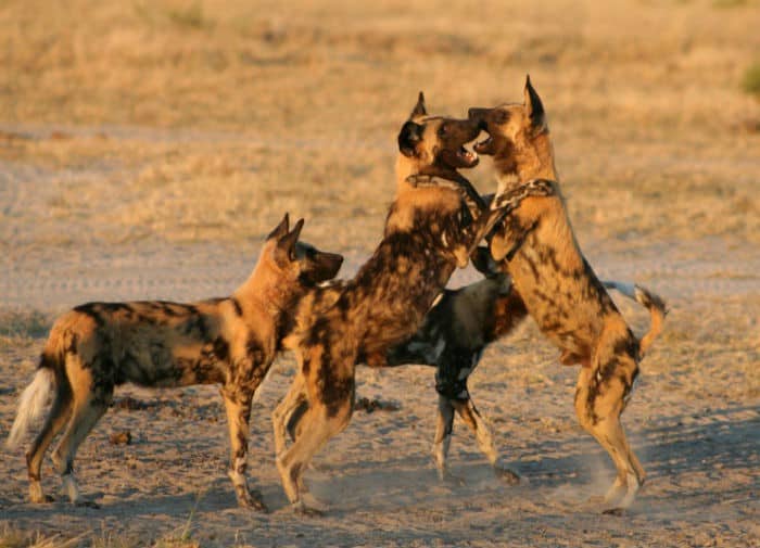 Savuti - wild dog playing