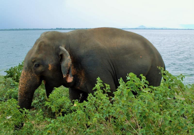 begging elephant udawalawe what to see in sri lanka eileen cotter wright