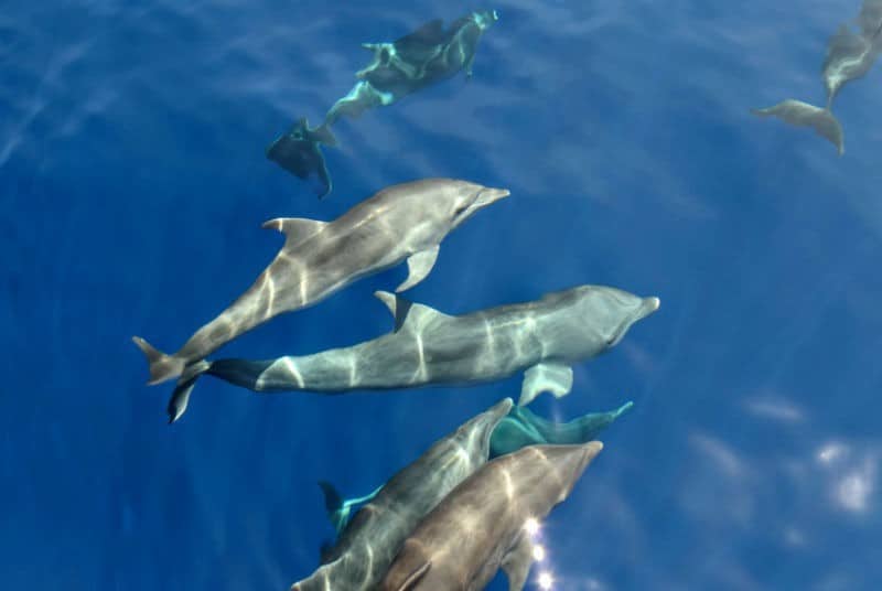 dolphins in blue sea what to see in sri lanka by eileen cotter wright