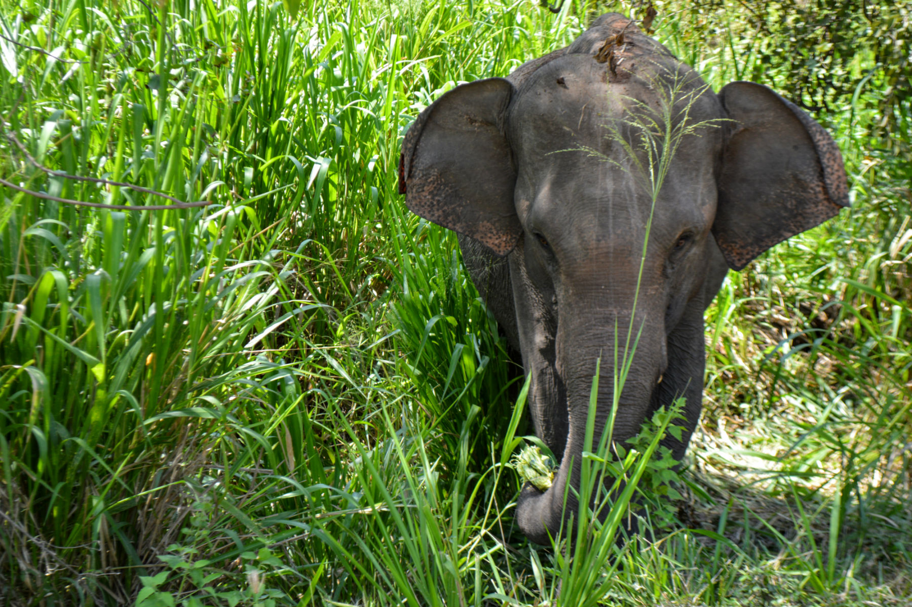elephant in tall grass sri lanka by eileen cotter wright