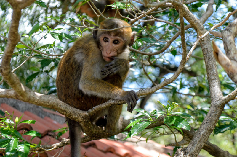 temple monkey in sri lanka by eileen cotter wright