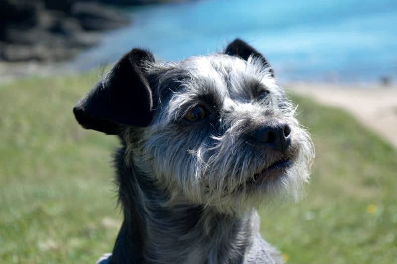 ripley at dog friendly soar mill cove in devon by eileen cotter wright