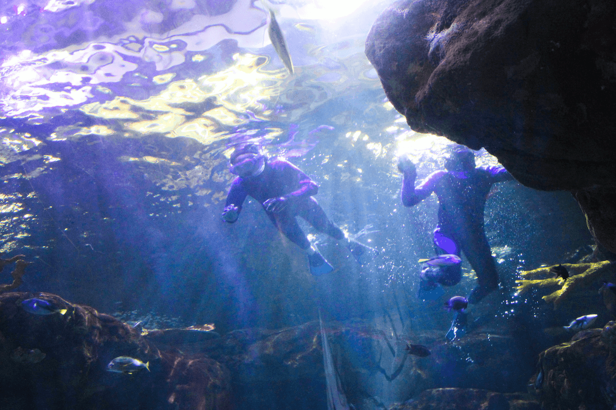 Divers at the Mall of America Aquarium