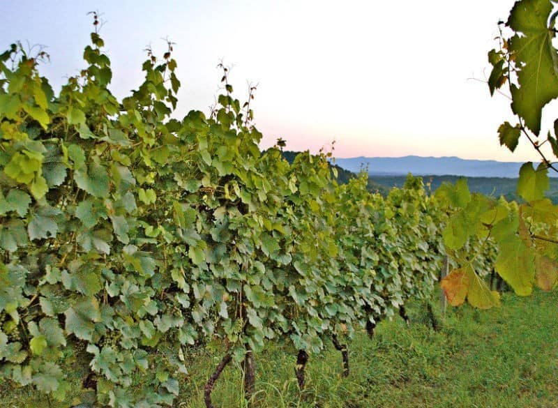 vines-winery-vineyard-slovenia-eileen-cotter-wright