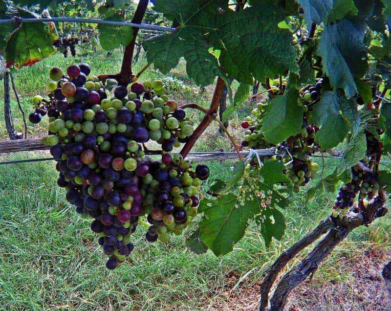 grapes-chatham-winery