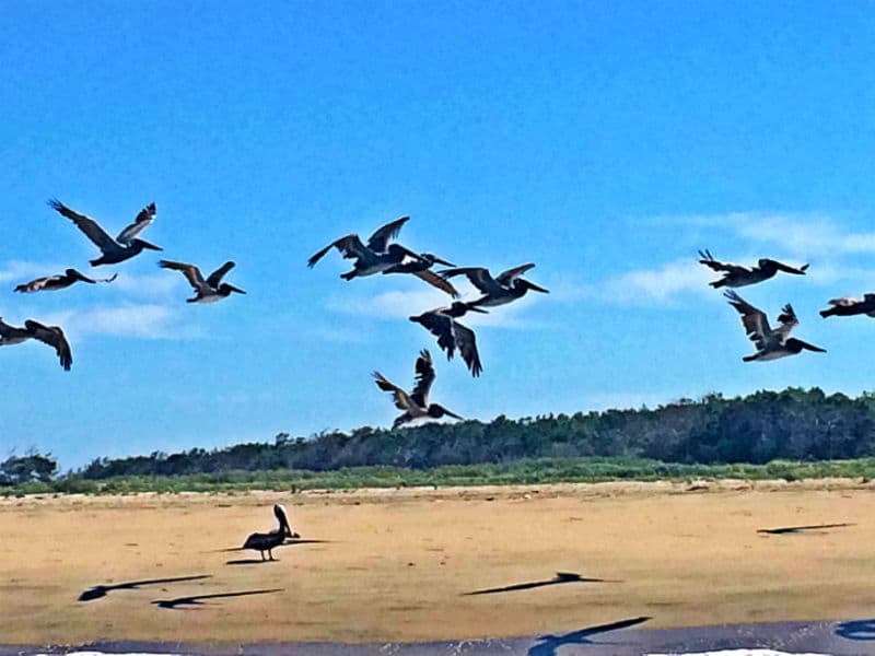 pelicans-birds-flying-by-the-beach-on-eastern-shores-virginia-jake-wright