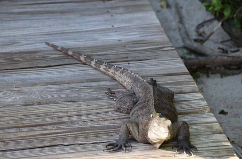 Iggy iguana little cayman diving