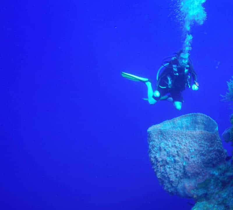 Tom on the wall - barrel sponge little cayman island