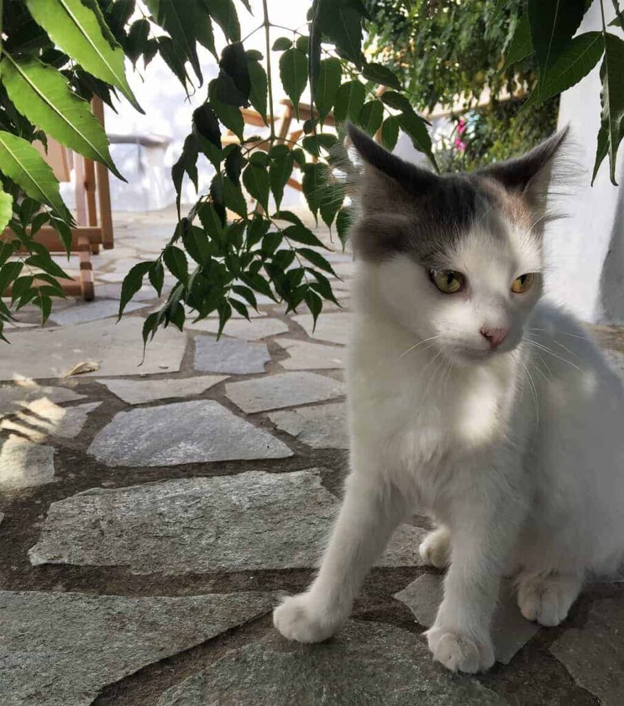 pretty kitty in paros greece