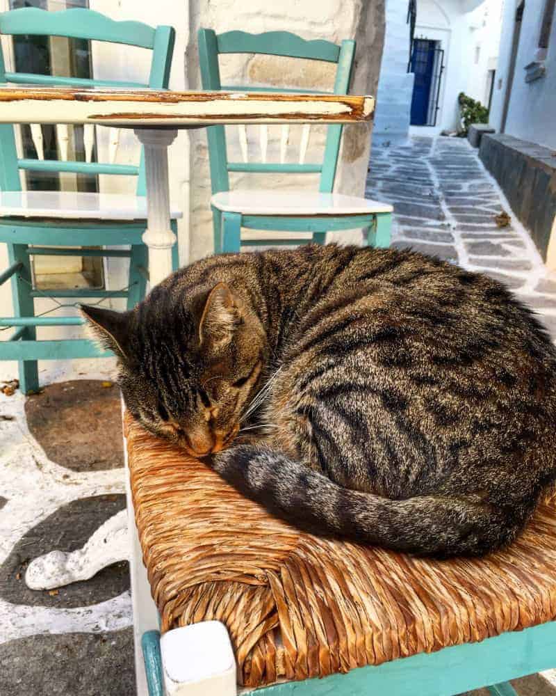 sleepy cat in lefkes paros greece