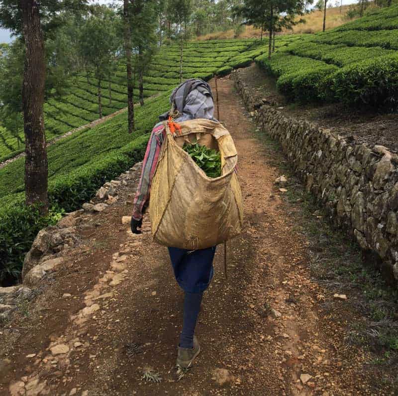 woman from the back trekking path kerala tea plantation india