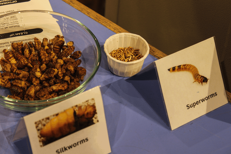 edible insects at Portland's science museum