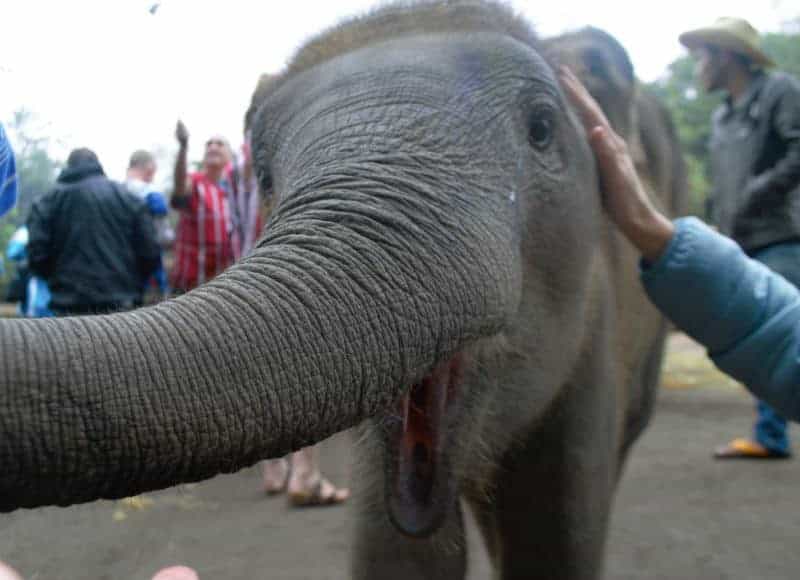 baby elephant at ethical elehpant sanctuary chiang mai thailand