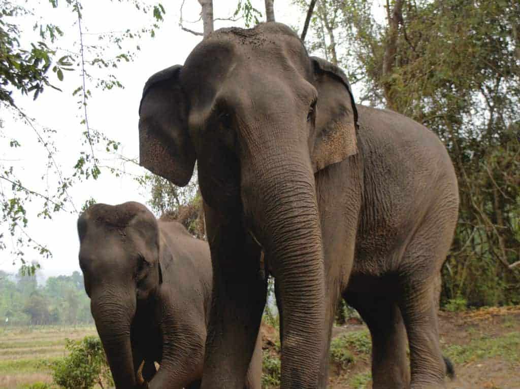 elephants in jungle chiang mai thailand