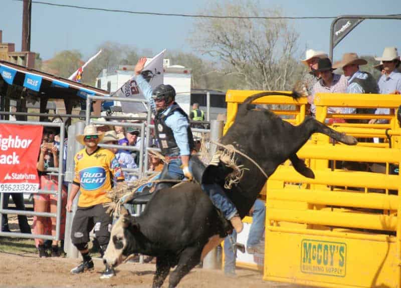 riding a bull at texas rodeos in front of yellow fence