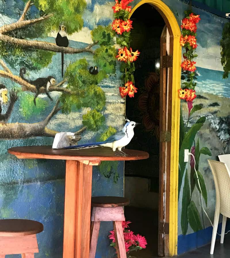 bluebird on a table at a restaurant in montezuma costa rica