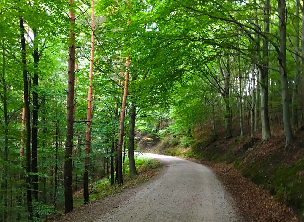 Black Forest hike on the Romantic Road Germany Itinerary