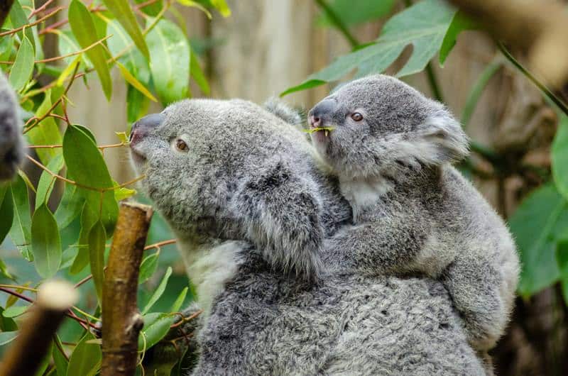 koala mum and baby among leaves and branches
