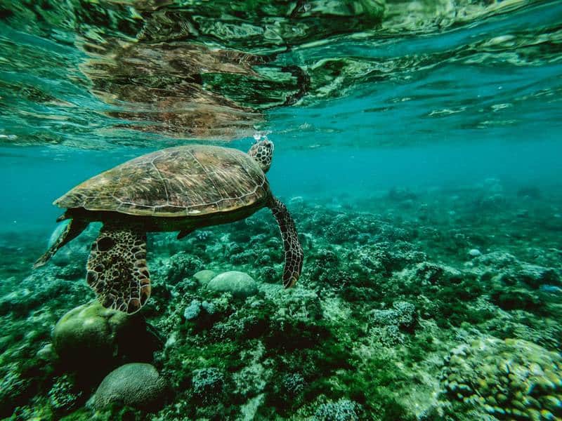 turtle in great barrier reef