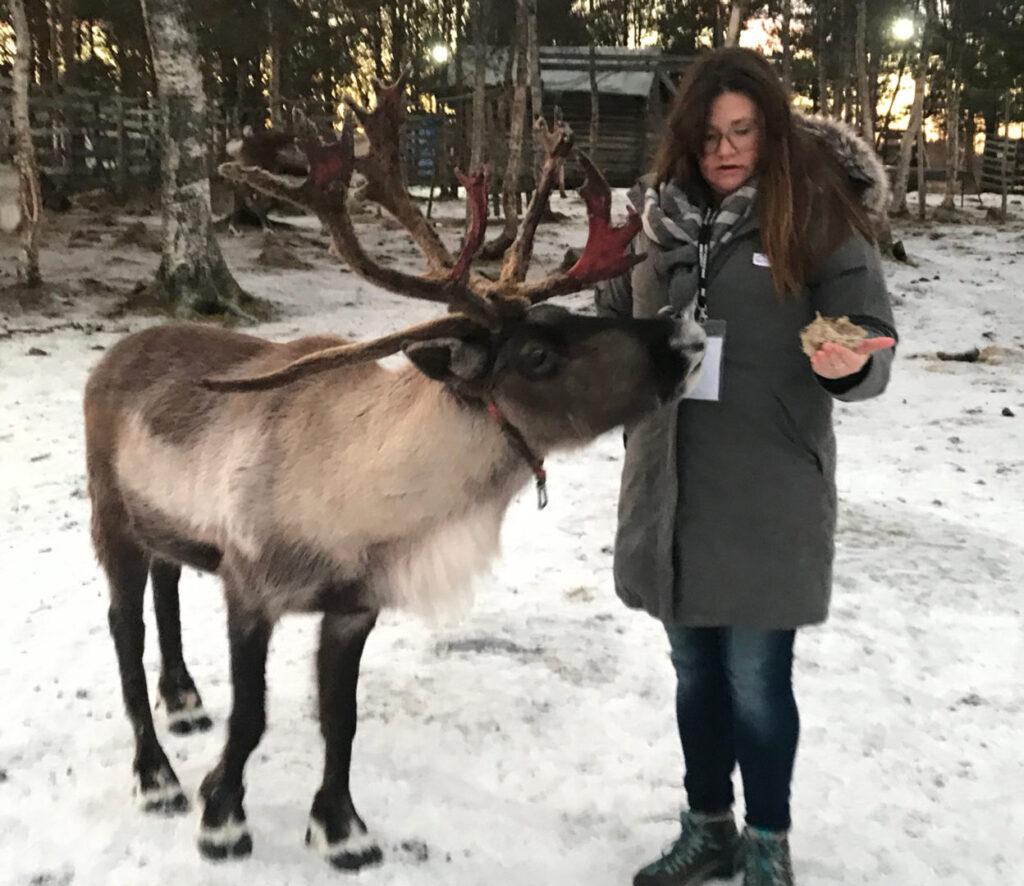 sweden itinerary feeding reindeer