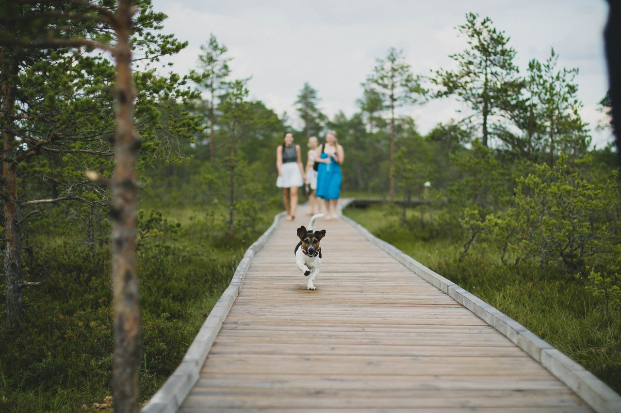 three woman on a boardwalk with tiny dog
