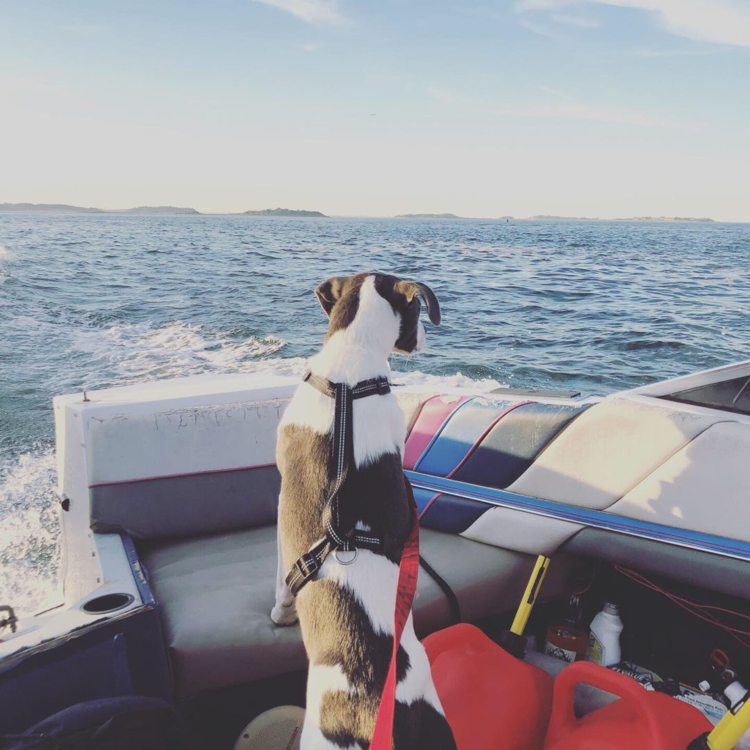 gray and white dog overlooks ocean on a motor boat