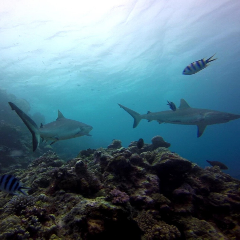 sharks in fiji