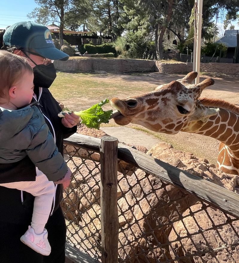 baby and mom feeding giraffe at ried park zoo tucson arizona